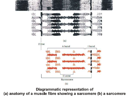 CBSE Class 11 Biology Locomotion And Movement Notes